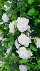 Close-up of white rosebuds against a green bush background