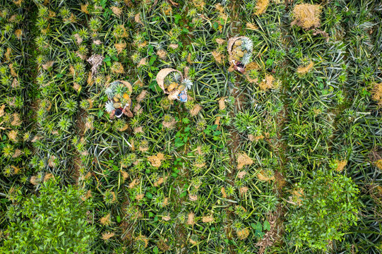 Aerial view of farmer working in a pineapple field, Madhupur city, Dhaka, Bangladesh.