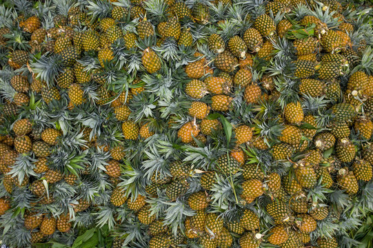 Aerial view of pineapples, Dhaka, Bangladesh.