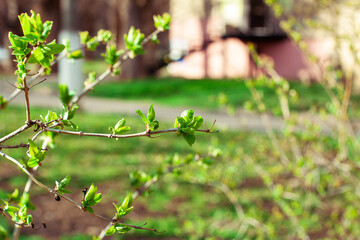 Green buds before budding on the tree in spring