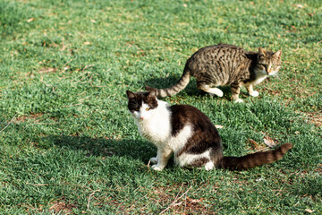 Naklejka na ściany i meble Cats sitting on the green grass on a sunny day
