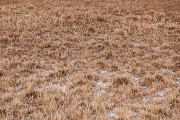 Yellowed grass on a wetland in early spring. The water is frozen to ice. Vegetation on the riverbank