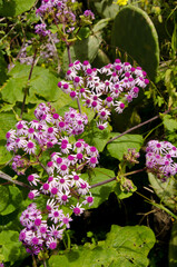 Flowers of the plant Pericallis webbii. Valleseco. Gran Canaria. Canary Islands. Spain.