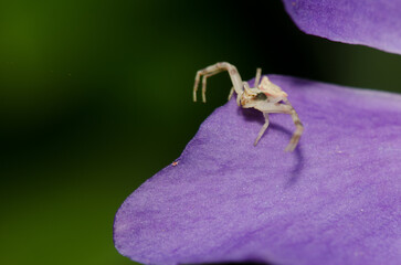 Crab spider Thomisus onustus stalking prey on a petal of bigleaf periwinkle Vinca major. Male. Valleseco. Gran Canaria. Canary Islands. Spain.