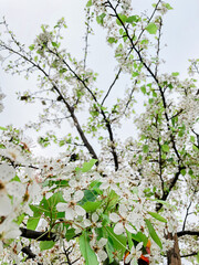 Springtime cherry blossoms on branches under a blue sky