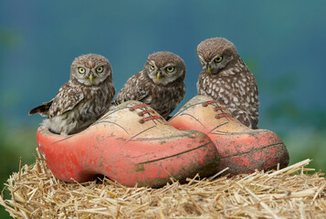 Little owls on Dutch clogs