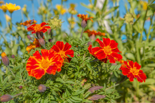A lot of red daisy on a bright summer day with blue sky background