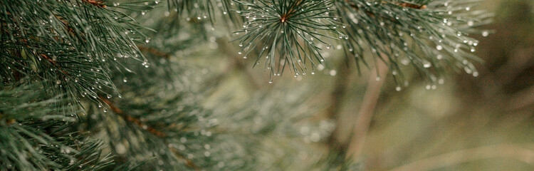 young branches of spruce. blooming spruce. spruce in spring. to close. selective focus. copy space.Banner