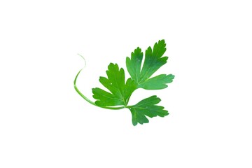 Top view parsley leaf isolated on white background.