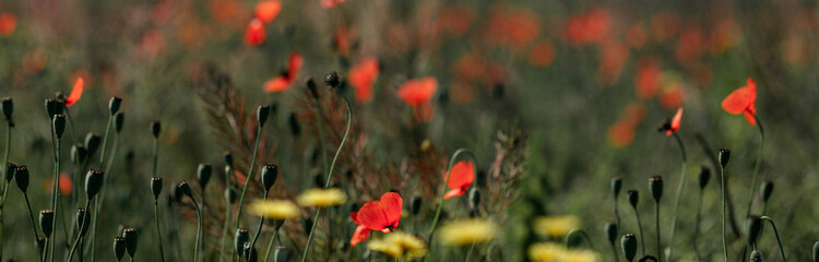 Colorful blooming summer meadow with red-pink poppy flowers, yellow chamomile. A field of wild summer flowers. Summer landscape background with beautiful flowers. Banner