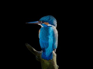 kingfisher