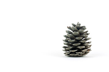 cedar cone on a white background, place for text