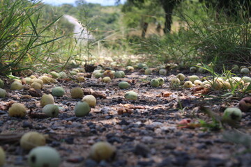 South African marula fruit and marula tree