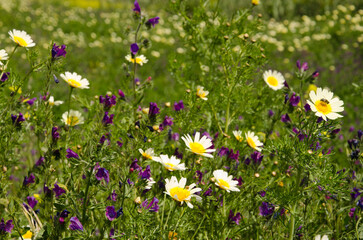 Field of garland chrysanthemum Glebionis coronaria and purple viper's-bugloss Echium plantagineum. Valleseco. Gran Canaria. Canary Islands. Spain.