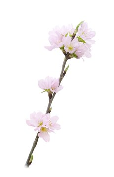 桜散る の画像 13 3 件の Stock 写真 ベクターおよびビデオ Adobe Stock