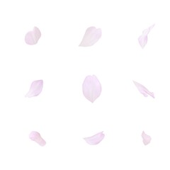 桜 さくら 花びら イラスト リアル © akaomayo