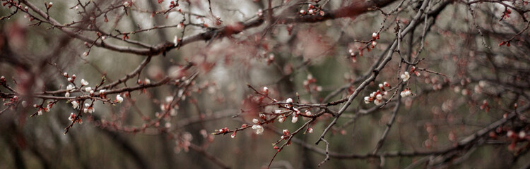 trees with flowering branches.Spring.space for copying.Banner