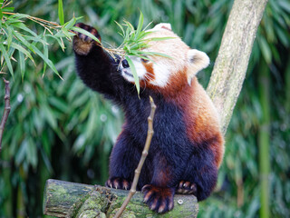 Panda roux qui mange des feuilles de bambou dans le parc animalier de Branféré en Bretagne. C'est...