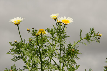 Garland chrysanthemum Glebionis coronaria in bloom. Valleseco. Gran Canaria. Canary Islands. Spain.