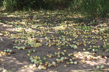 South African marula fruit and marula tree
