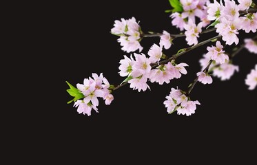 桜 さくら 夜桜 イラスト リアル セット 黒背景