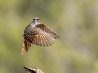 Ash-Throated Flycatcher