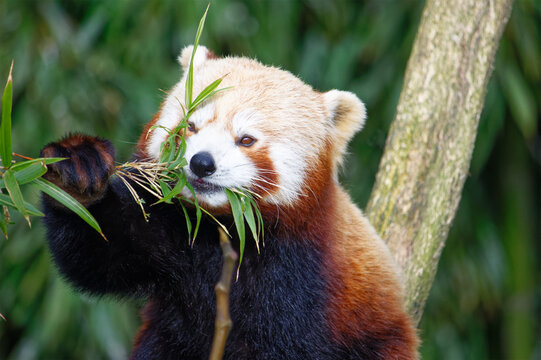 Panda roux qui mange des feuilles de bambou dans le parc animalier de Branf&eacute;r&eacute; en Bretagne. C'est un mammif&egrave;re prot&eacute;g&eacute; et en danger d'extinction