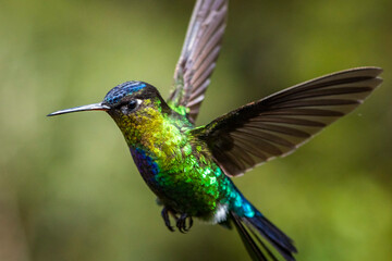 Fototapeta premium Fiery-throated Hummingbird (Panterpe insignis), San Gerardo de Dota, San Jose Province, Costa Rica
