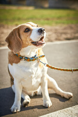 Little cute beagle on a walk in a park.