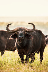 African Buffalo (Syncerus caffer aka Cape Buffalo) at El Karama Ranch, Laikipia County, Kenya
