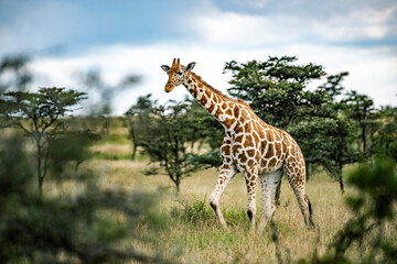 Naklejka na ściany i meble Reticulated Giraffe (Giraffa reticulata) at El Karama Ranch, Laikipia County, Kenya