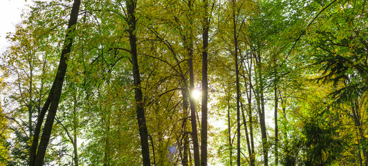 Spring background with a beautiful sunset landscape in the forest