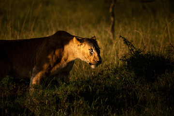 Lion (Panthera leo, female lioness) seen on african wildlife safari holiday at a national park in Kenya, Africa