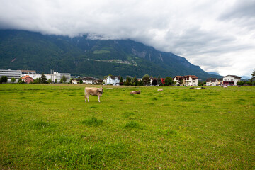 Fototapeta na wymiar grazing cows in a mountain landscape