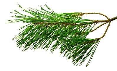 Branches of fragrant pine, isolated on white background without shadow. Close-up.