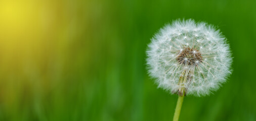 Abstract spring background with green grass and dandelion