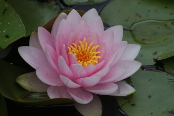 Seerosen in rosa pink © Sascha Harazim