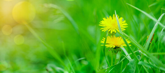 Abstract spring background with green grass and dandelion