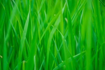 Fototapeta na wymiar Abstract spring background with green grass