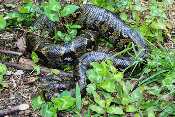 A Madagascar tree boa resting on the ground in the early morning at Andasibe-Mantadia National Park in Madagascar
