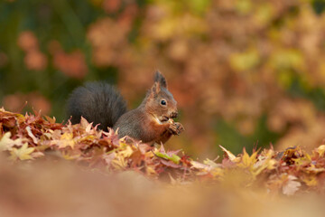 Squirrel in the autumn forest