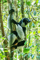 An Indri about to leap away through the trees at Andasibe-Mantadia National Park in Madagascar