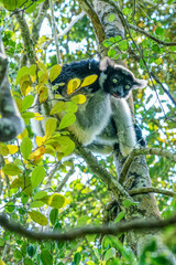 An inquisitive Indri in the trees at Andasibe-Mantadia National Park in Madagascar