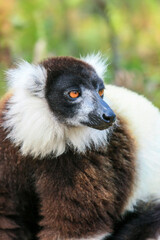 Portrait of a Black and white ruffed lemur at Andasibe-Mantadia National Park in Madagascar © Bill