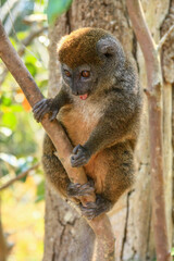 An eastern grey bamboo lemur watching in a tree at Andasibe-Mantadia National Park in Madagascar