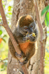 An eastern grey bamboo lemur eating in a tree at Andasibe-Mantadia National Park in Madagascar