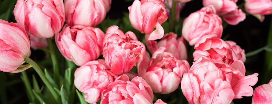 Foxtrot tulips flowering in the spring sunlight, soft selective focus