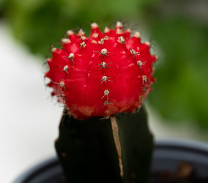 
El cactus rojo se ha vuelto como una de las plantas m&aacute;s populares para la decoraci&oacute;n de jardines interiores por diversas razones. Tienen gran facilidad de cultivo, bajo mantenimiento 
