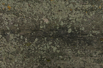 Old wooden board with moss and lichen.