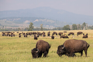Bisons grazing in the wild
